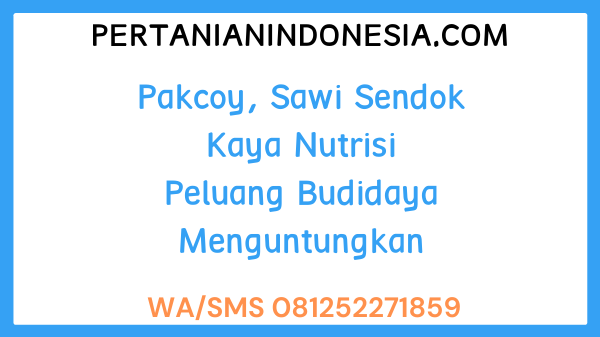 Pakcoy, Sawi Sendok Kaya Nutrisi Peluang Budidaya Menguntungkan